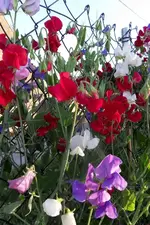 09-04a.webp
