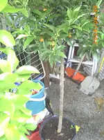 PICT0034.webp