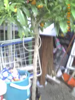 PICT0038.webp