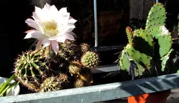 DSC00324 - 2010-08-30 - echinopsis u. ohrenkaktus.webp