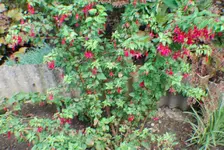DSC_0046.webp