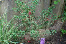 DSC_0047.webp