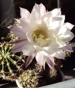 DSC00328 - 2010-08-30 - echinopsis nächste blüte.webp