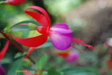 DSC_0169.webp