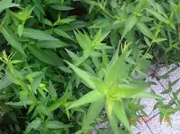 CIMG0029.webp