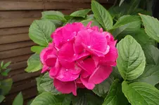 Garten 017.webp