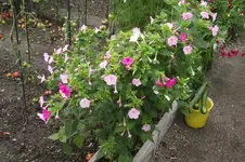 Garten 019.webp