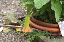 Garten 020.webp