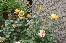 Garten 022.webp