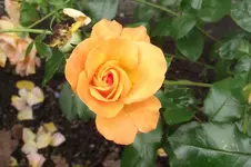 Garten 025.webp