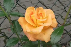 Garten 026.webp
