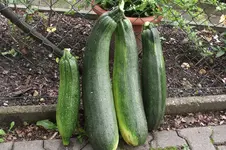 Garten 028.webp