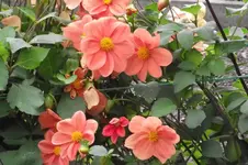 Garten 030.webp
