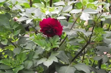 Garten 031.webp