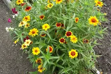Garten 032.webp