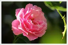 HG_Rose_2010-06-17.webp