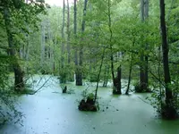 Jasmund 2.webp
