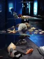 Ozeaneum 1.webp