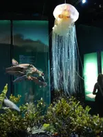 Ozeaneum 2.webp