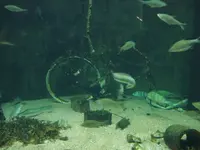 Ozeaneum 3.webp