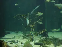 Ozeaneum 4.webp