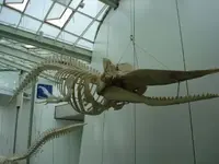 Ozeaneum 7.webp