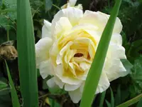 Gloria D.webp