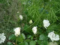 m merril.webp