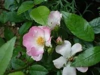 mozart rose.webp