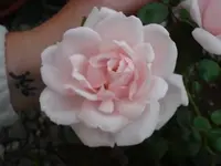 .webp