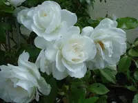 Schneewittchen.webp