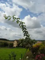 von wegen trauerstamm.webp