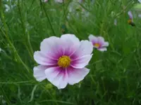 cosmee.webp