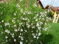 gaura lindh.webp