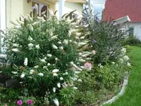 sommerflieder wei.webp
