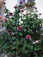 zinnien storchi.webp