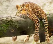 m l v.webp
