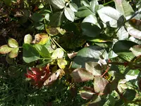 P8315575.webp