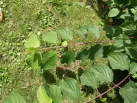 P8315574.webp