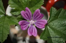 Bild 009.webp