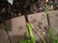 P8315584.webp