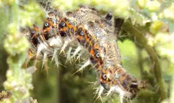 DSC00331 - 2010-08-31 - raupe c-falter.webp