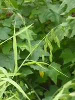 P1020338.webp