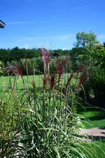 Gars Indian Summer2.webp