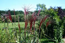 Gars Indian Summer.webp