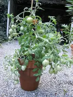 IMG_1130.webp