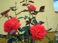 Rosi.webp