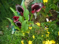 6.8.2010 030.webp