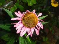 6.8.2010 033.webp