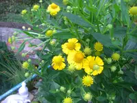 6.8.2010 035.webp